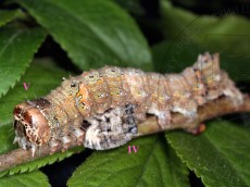 Allophyes oxyacanthae_гусеница V + экзувий IV